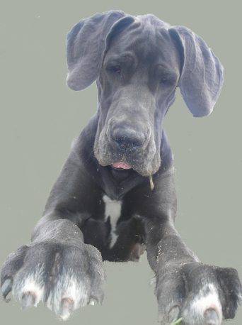 Dog Niemiecki 39
