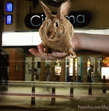 gif animé : poser un lapin devant un cinéma