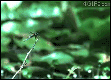 Animowane gify #93 13