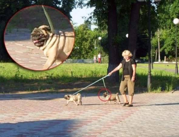 Śmieszne zdjęcia #41 41