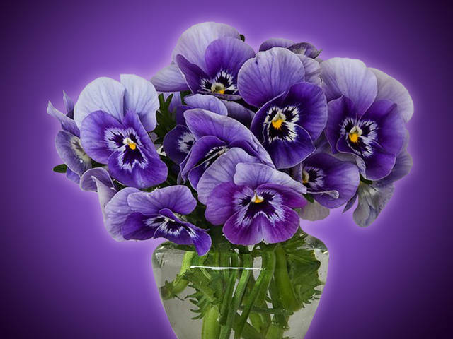 Скачать с сайта заставки - Violet flowers , букет , цветы , фиолетовый , розы , bouquet , roses - с размерами 640 x 1136 px скач