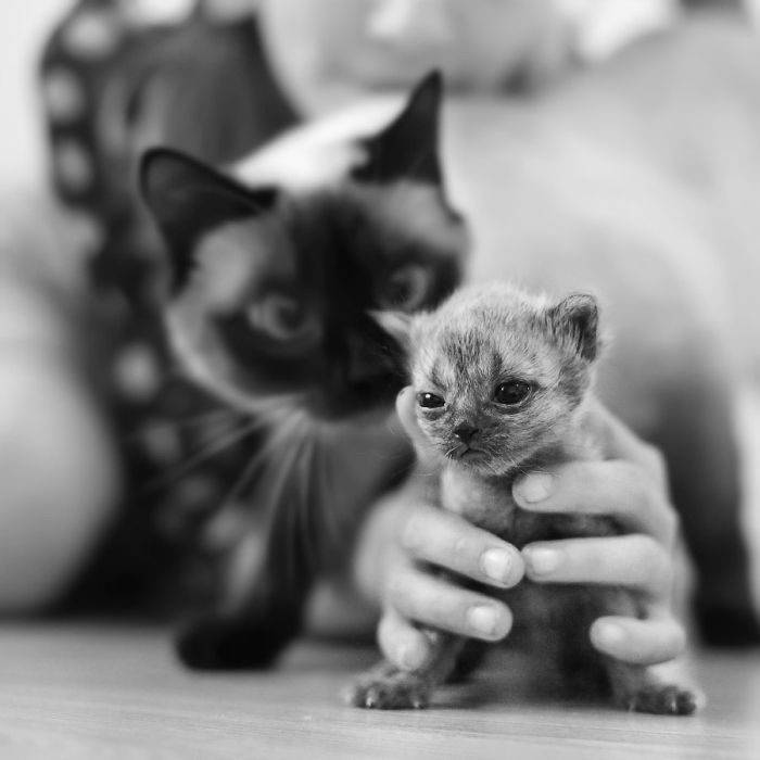 Foto pobudka #233 8
