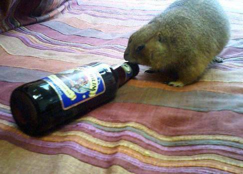 Zwierzaki i alkohol 6