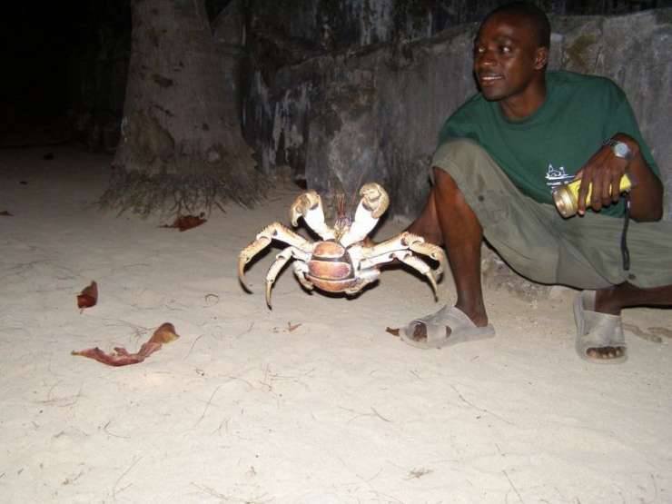 Krab palmowy 6