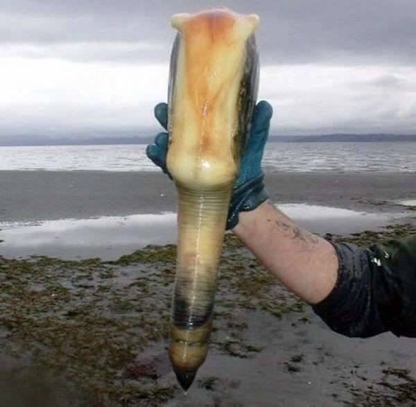 Geoduck 2