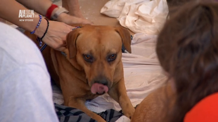 Dr Jeff Rocky Mountain Vet S04E02 HDTV x264-NORiTE Dr Jeff Rocky Mountain Vet S04E02 HDTV x264-NORiTE