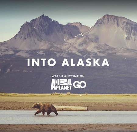 Into Alaska S01E09 Surrounded by Bears 720p WEBRip x264-CAFFEiNE
