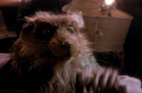 2688818625bf0ea58b18b6e365130d372c3a3d9d.gif
