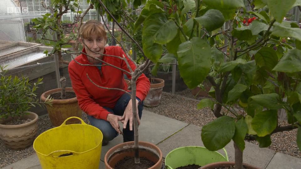The Beechgrove Garden S41E04 Episode 4 540p iP WEB-DL AAC2 0 H 264-SOIL The Beechgrove Garden S41E04 Episode 4 540p iP WEB-DL AAC2 0 H 264-SOIL