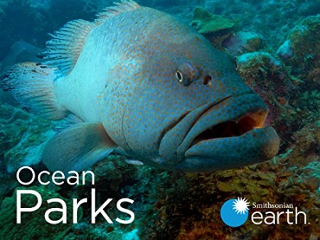 Ocean Parks S01E01 Bonaire National Marine Park WEB h264-CAFFEiNE