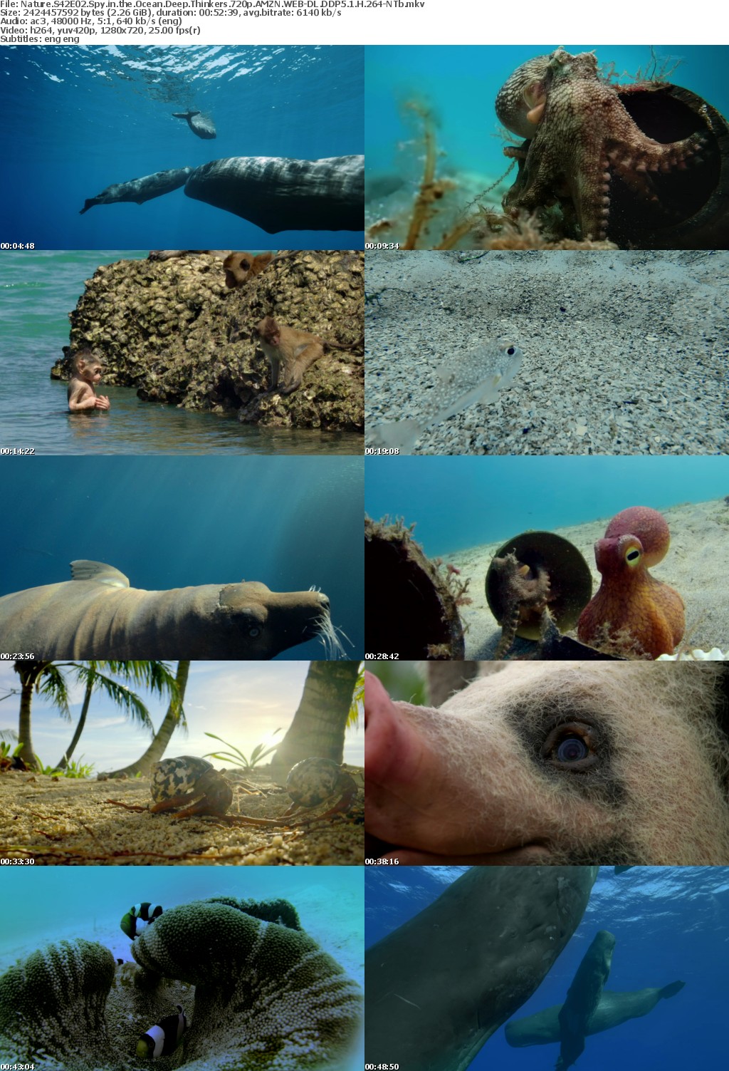 Nature S42E02 Spy in the Ocean Deep Thinkers 720p AMZN WEB-DL DDP5 1 H 264-NTb